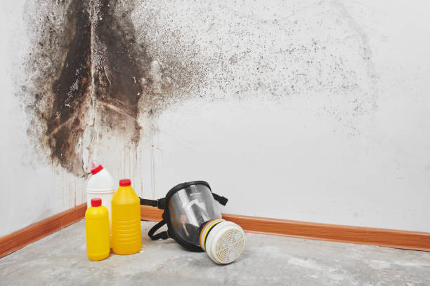 Best Black Mold Removal  in Timberwood Park, TX