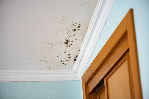 Best Mold Testing  in Timberwood Park, TX